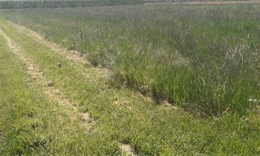 TERRENO REGADIO IDEAL OCIO Y TIEMPO LIBRE - Foto 1