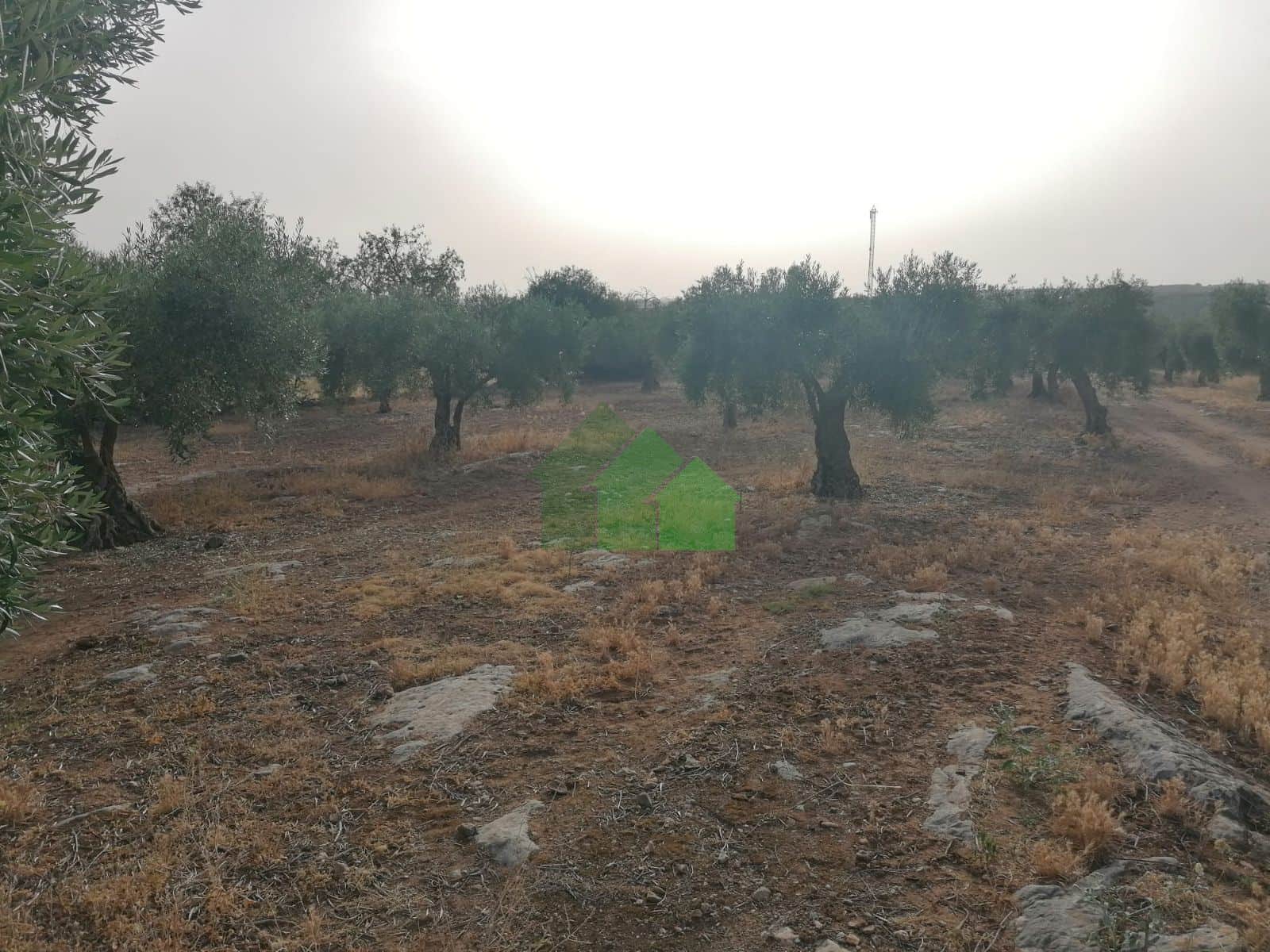 T-320 VENTA DE TERRENOS DE SECANO PLANTADOS DE OLIVOS. LAS CUESTAS Y ARENALES. MONTIJO - Foto 1