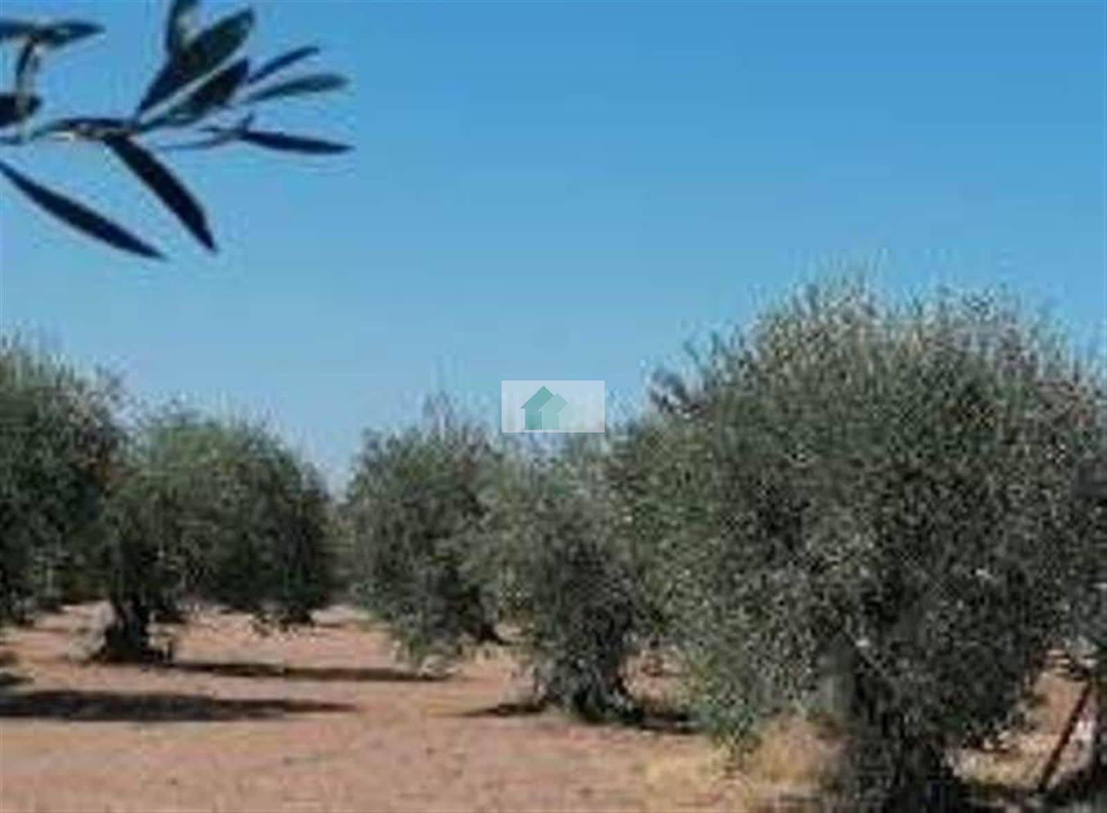 TERRENO DE SECANO PLANTADO DE OLIVOS - Foto 1