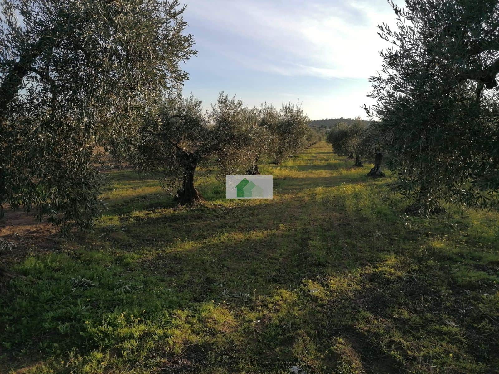 TERRENO EN LOS ARENALES MONTIJO - Foto 1