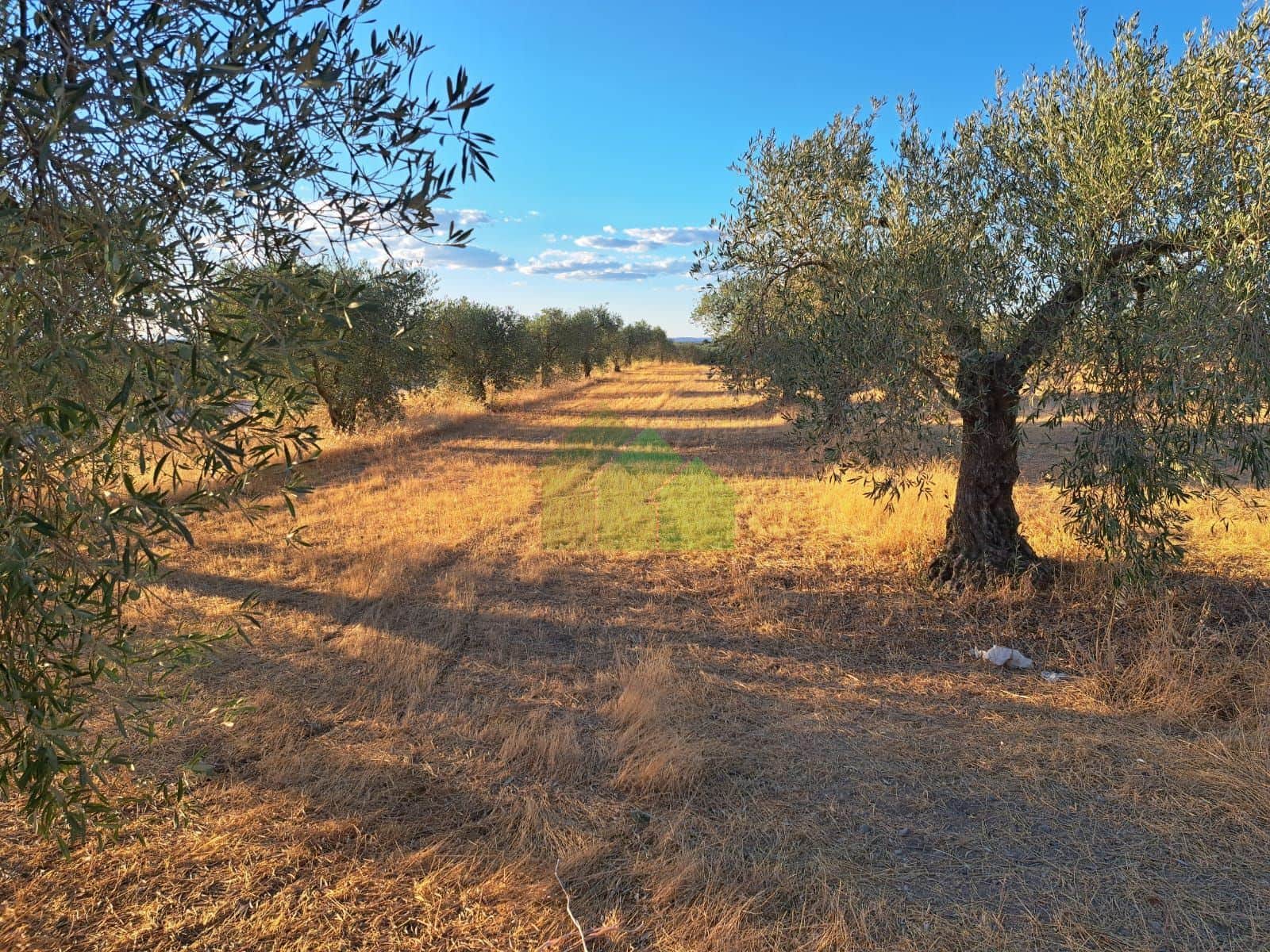 TIERRA DE SECANO PLANTADA DE OLIVOS - Foto 4