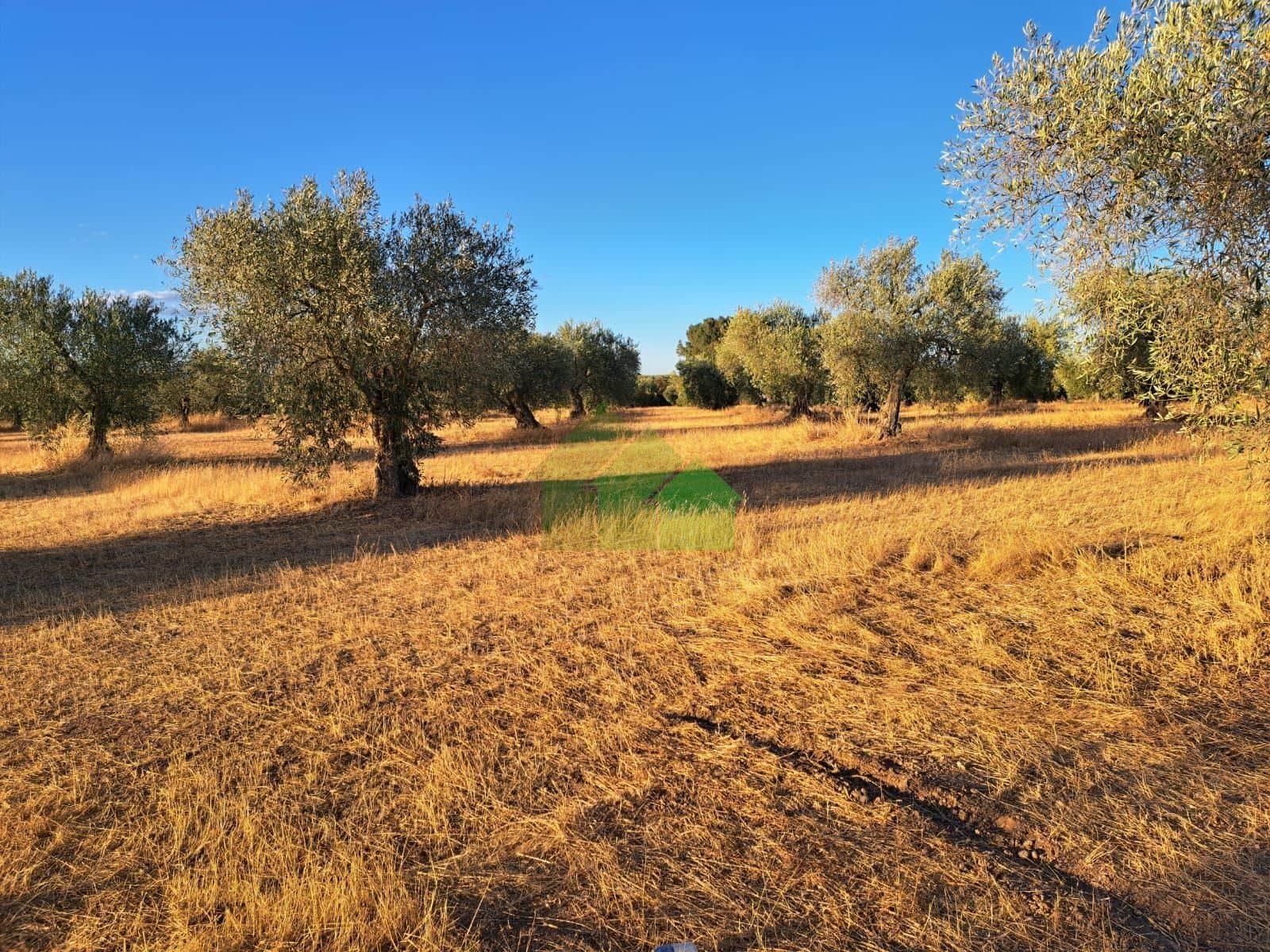 TIERRA DE SECANO PLANTADA DE OLIVOS - Foto 3