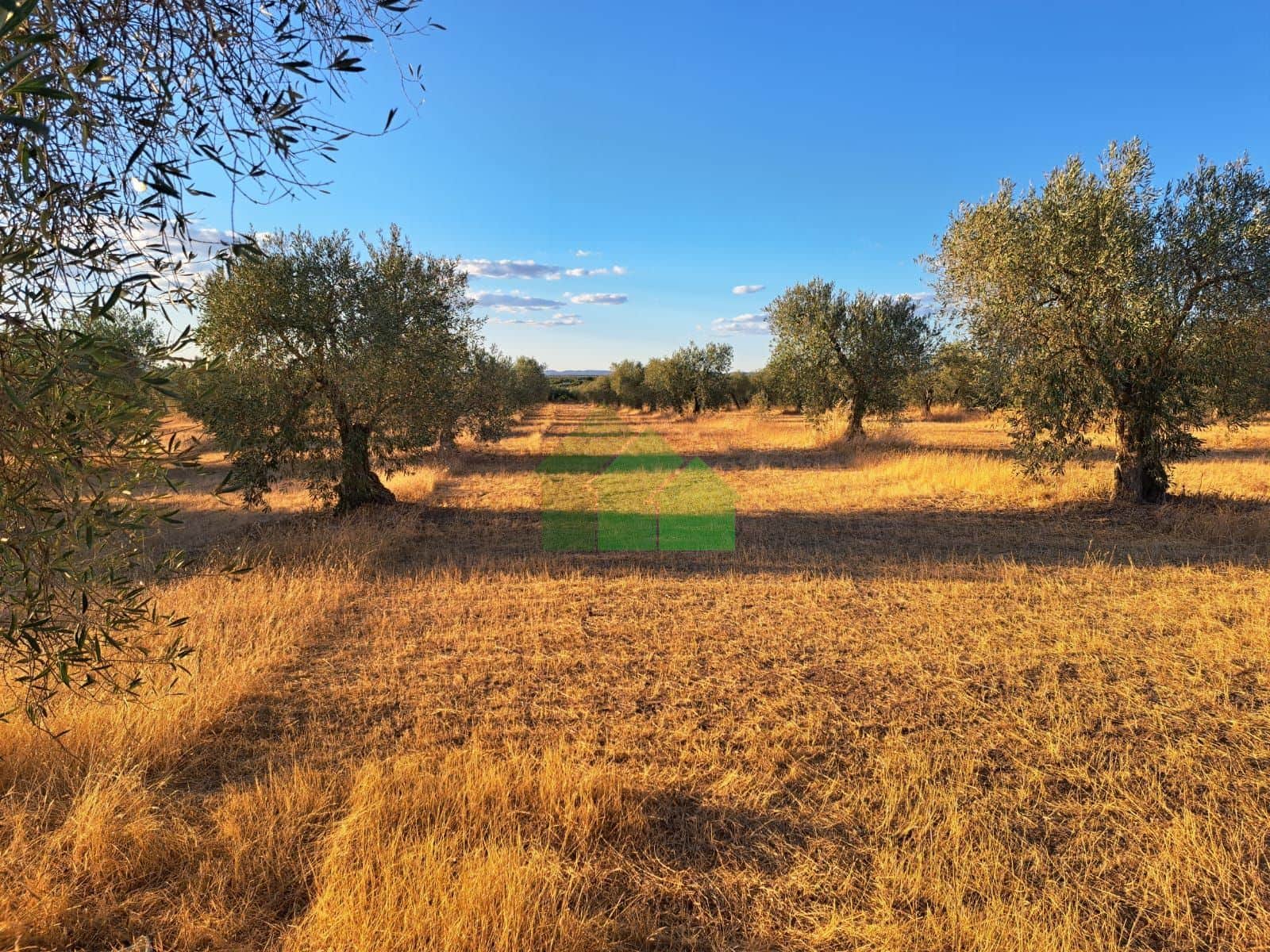 TIERRA DE SECANO PLANTADA DE OLIVOS - Foto 2