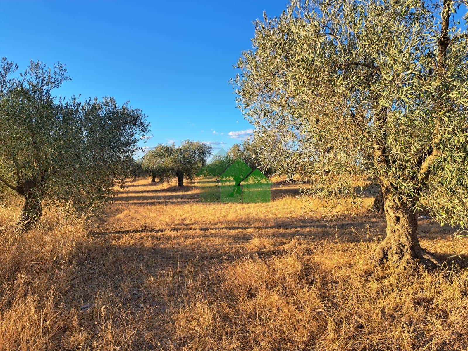 TIERRA DE SECANO PLANTADA DE OLIVOS - Foto 1