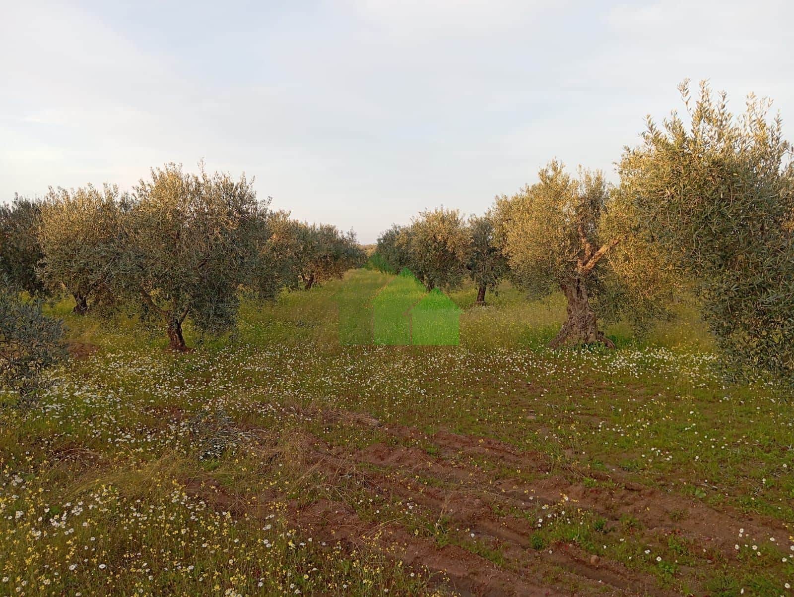 T-524: VENTA DE TIERRA DE SECANO PLANTADA DE OLIVOS. LOS ARENALES. MONTIJO - Foto 1
