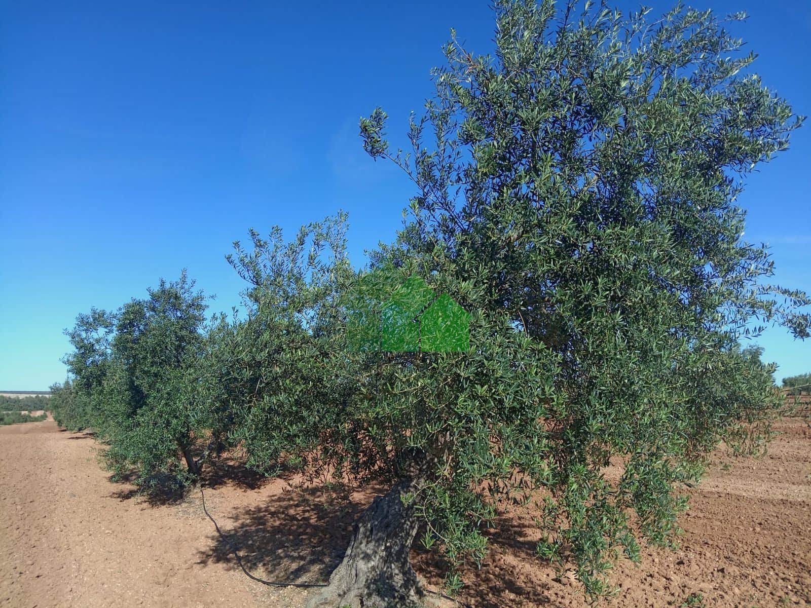VENTA DE TIERRA DE SECANO PLANTADA DE OLIVOS - Foto 5