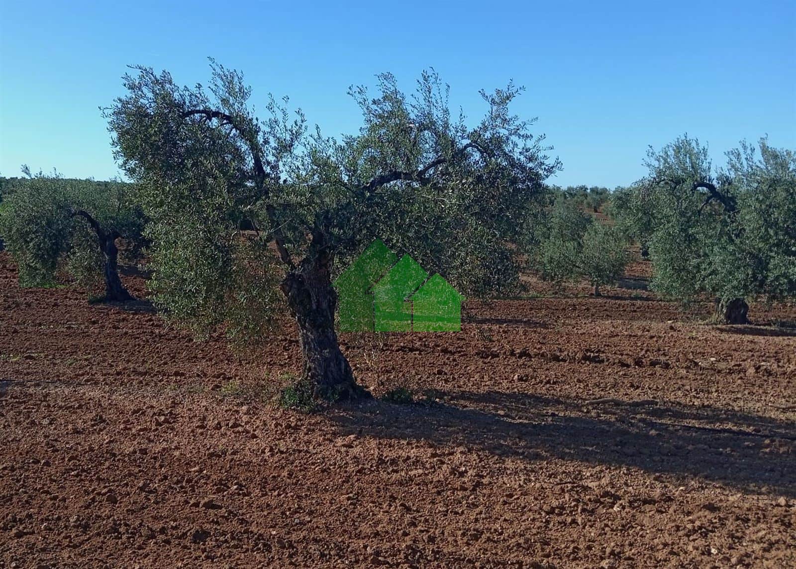 VENTA DE TIERRA DE SECANO PLANTADA DE OLIVOS - Foto 4