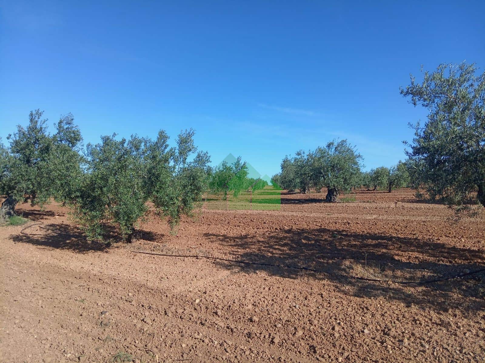 VENTA DE TIERRA DE SECANO PLANTADA DE OLIVOS - Foto 2