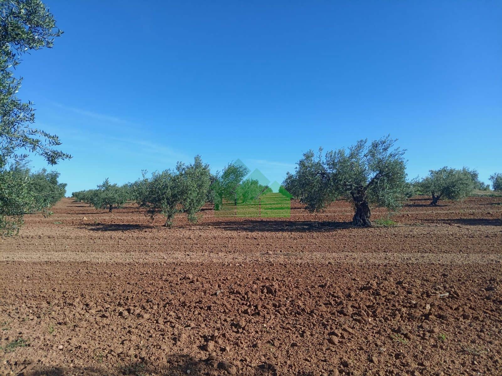 VENTA DE TIERRA DE SECANO PLANTADA DE OLIVOS - Foto 1