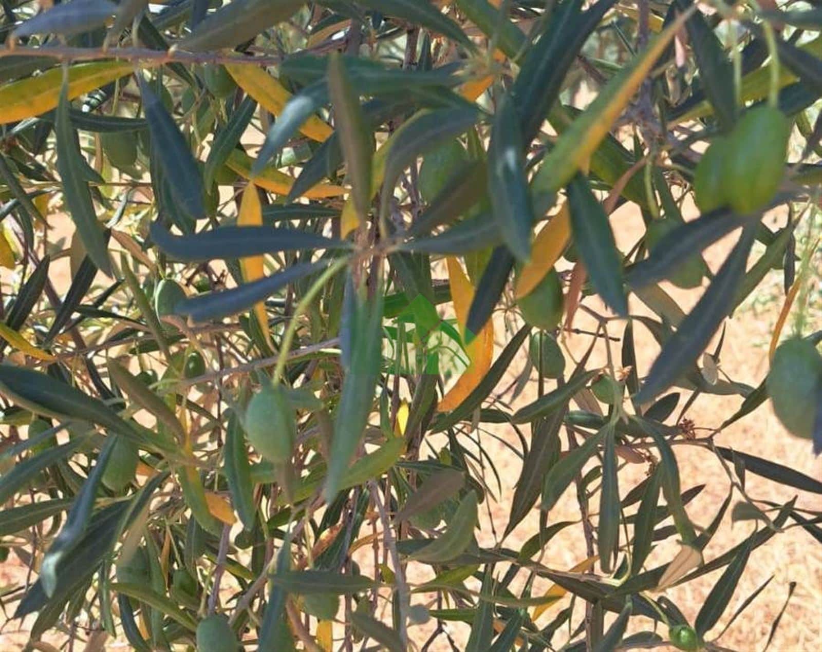 VENTA DE TIERRA DE SECANO PLANTADA DE OLIVOS EN LOBÓN - Foto 5