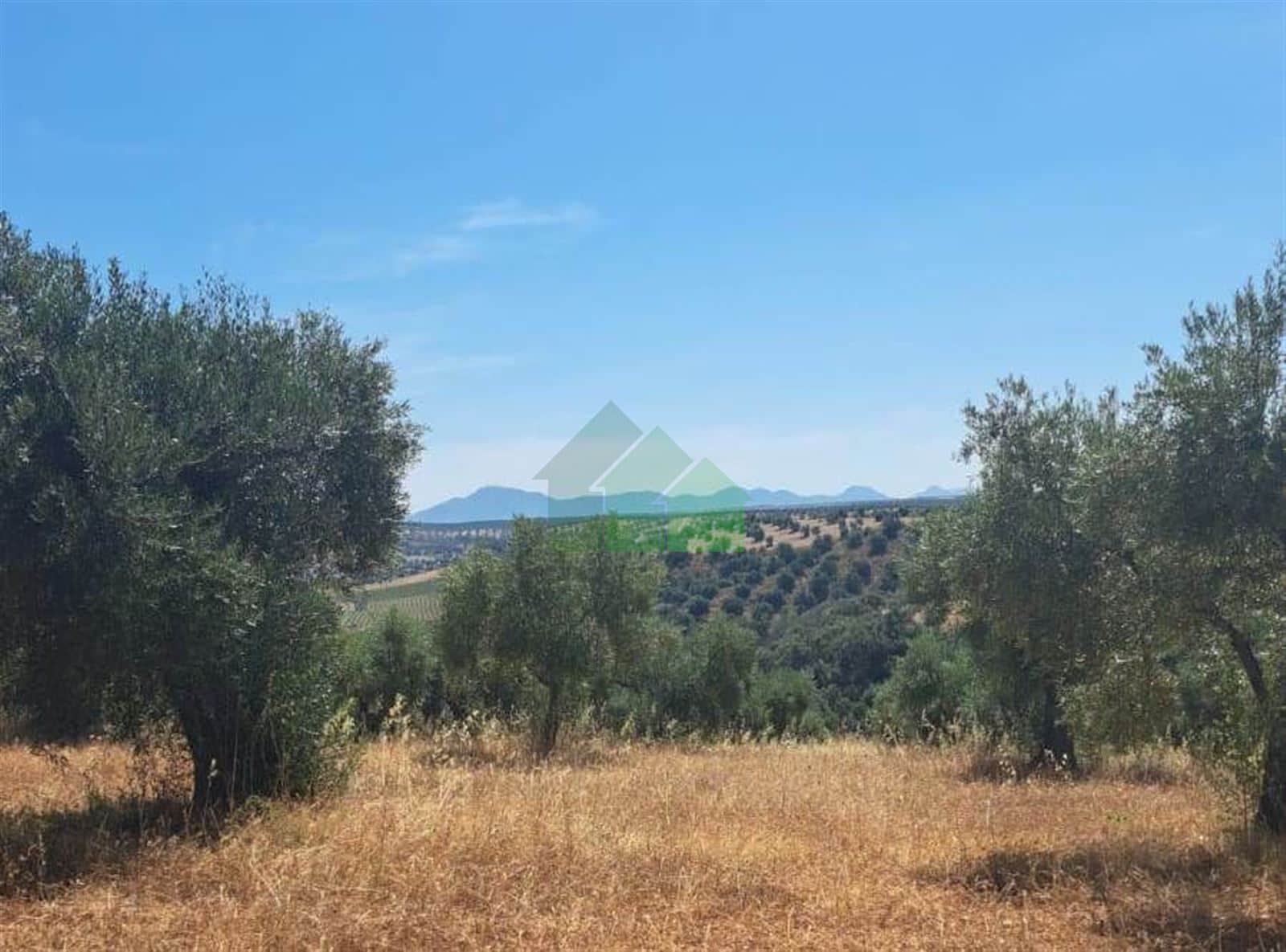 VENTA DE TIERRA DE SECANO PLANTADA DE OLIVOS EN LOBÓN - Foto 1