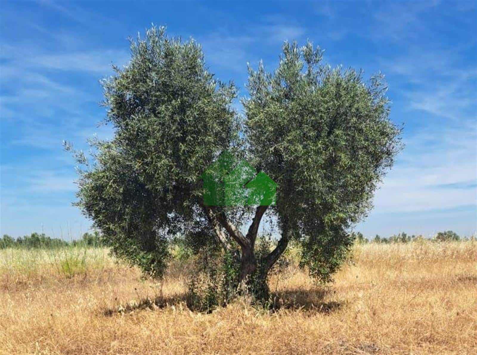 VENTA DE TIERRA DE SECANO PLANTADA DE OLIVOS EN LOBÓN - Foto 4