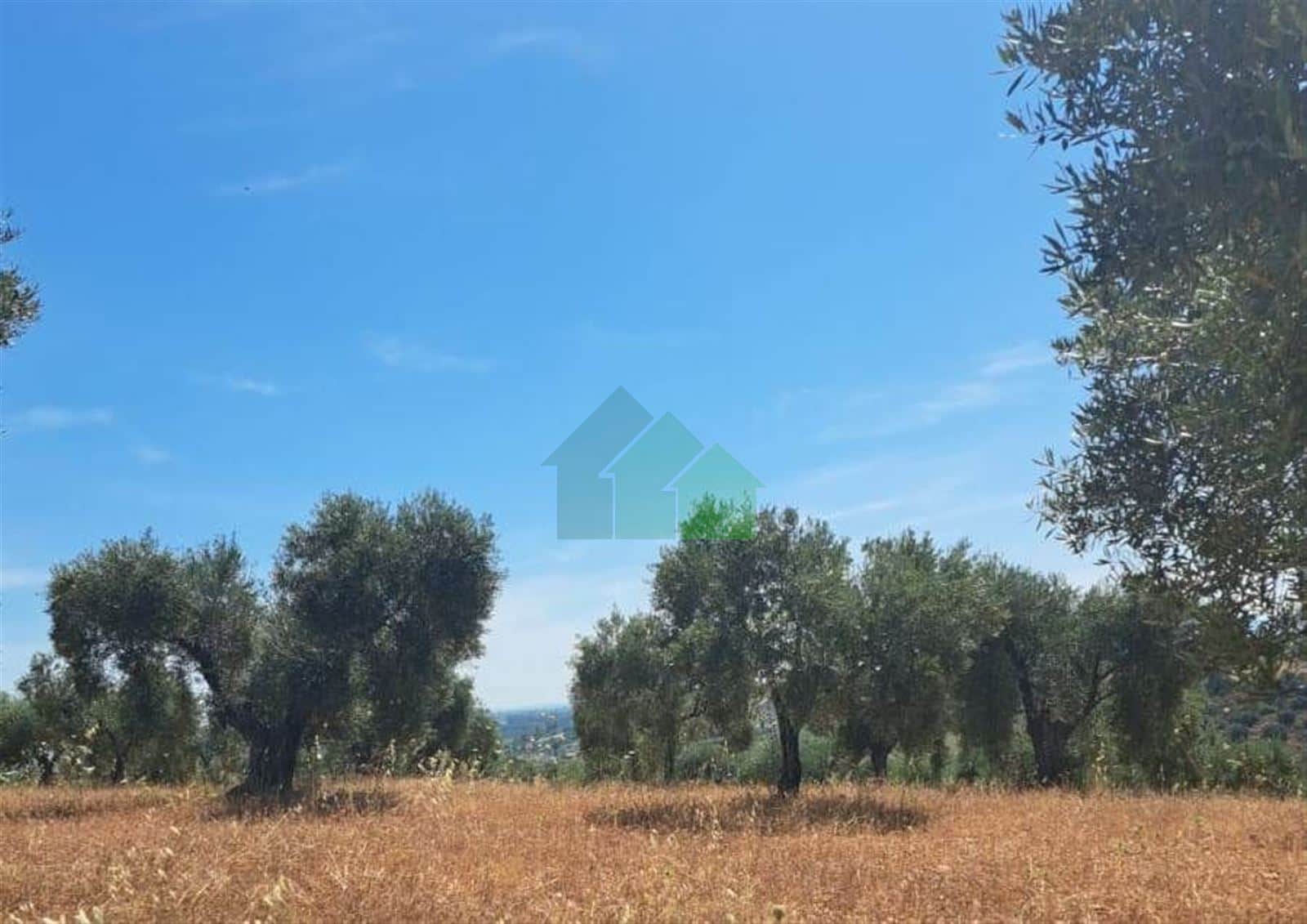 VENTA DE TIERRA DE SECANO PLANTADA DE OLIVOS EN LOBÓN - Foto 3