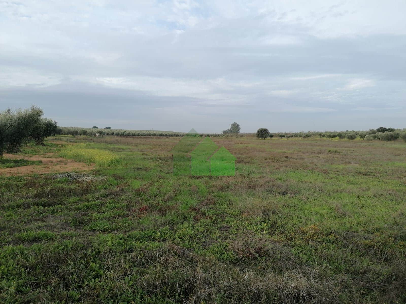 VENTA DE TIERRA DE REGADIO CON POZO ESCRITURA PROPIA - Foto 1