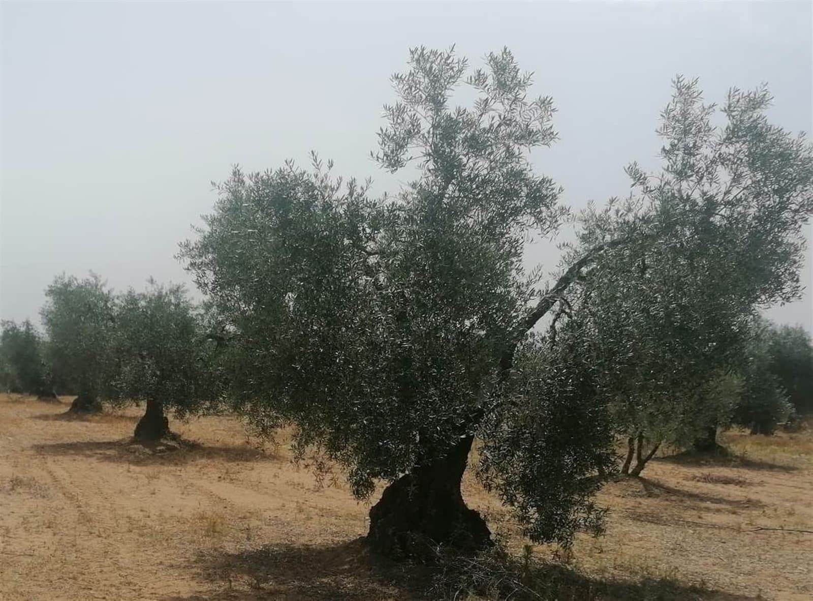 VENTA DE TERRENO DE SECANO PLANTADO DE OLIVOS - Foto 1