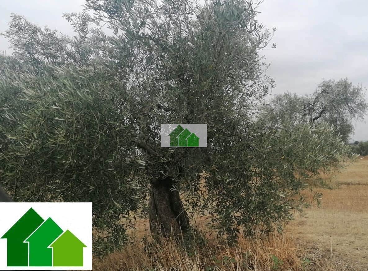 T-553 VENTA DE TIERRA DE SECANO PLANTADA DE OLIVOS. MONTIJO - Foto 1