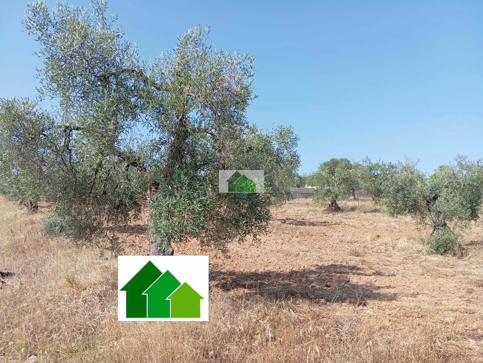 T-553 VENTA DE TIERRA DE SECANO PLANTADA DE OLIVOS. MONTIJO - Foto 2