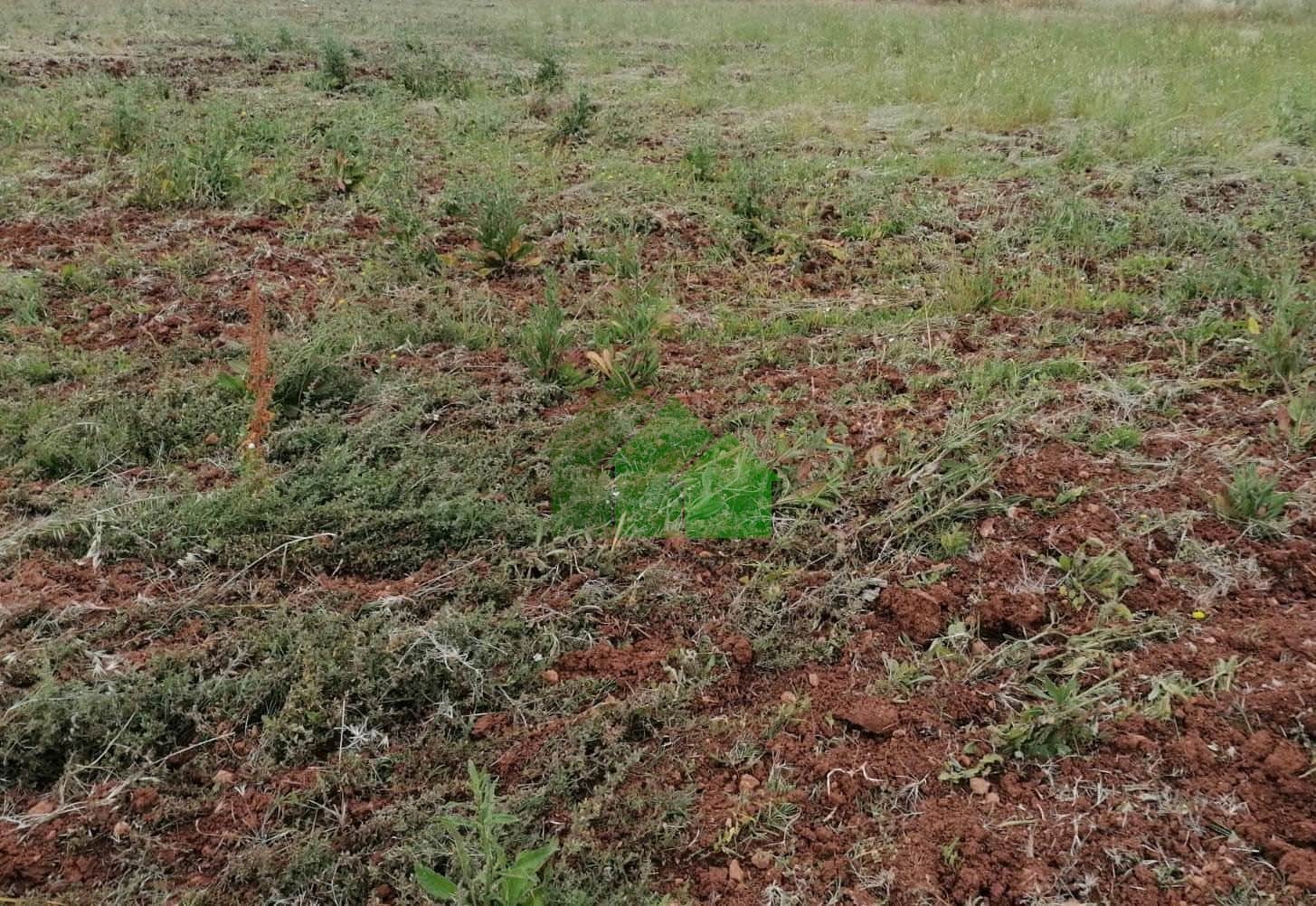 T-558 VENTA DE TIERRA DE REGADIO EN LA CAÑADA. MONTIJO - Foto 1