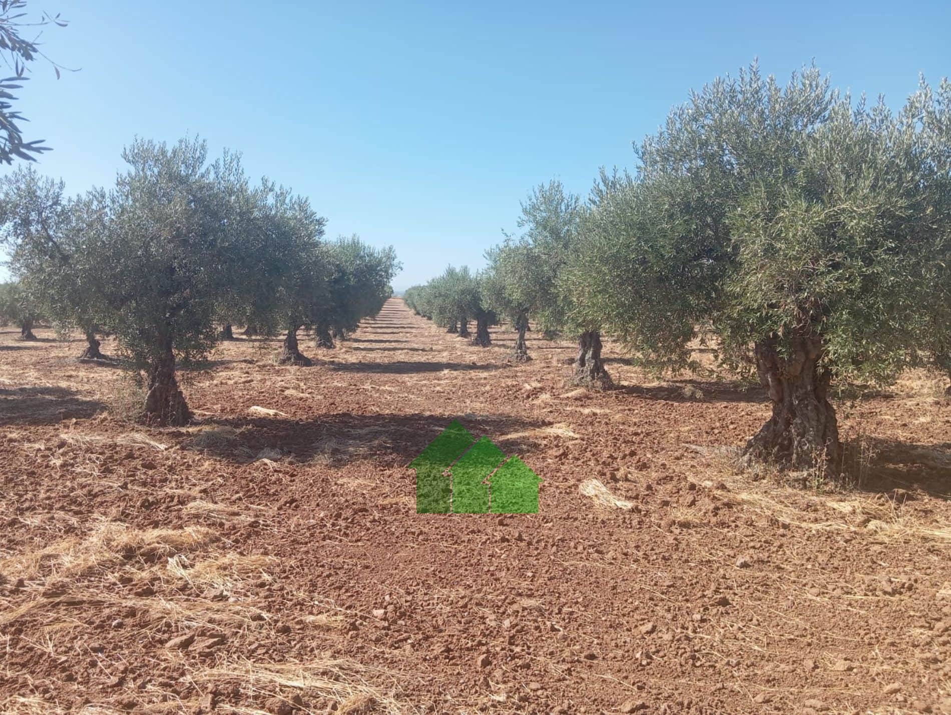 T-576: VENTA DE TIERRA DE SECANO PLANTADA DE OLIVOS. LOS ARENALES. MONTIJO. - Foto 1