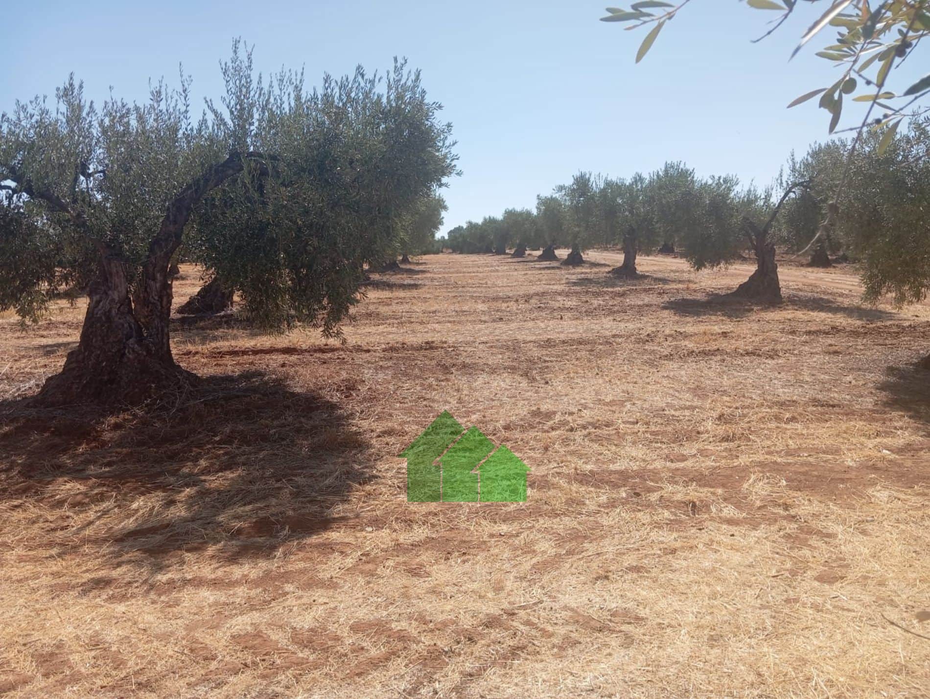T-576: VENTA DE TIERRA DE SECANO PLANTADA DE OLIVOS. LOS ARENALES. MONTIJO. - Foto 2