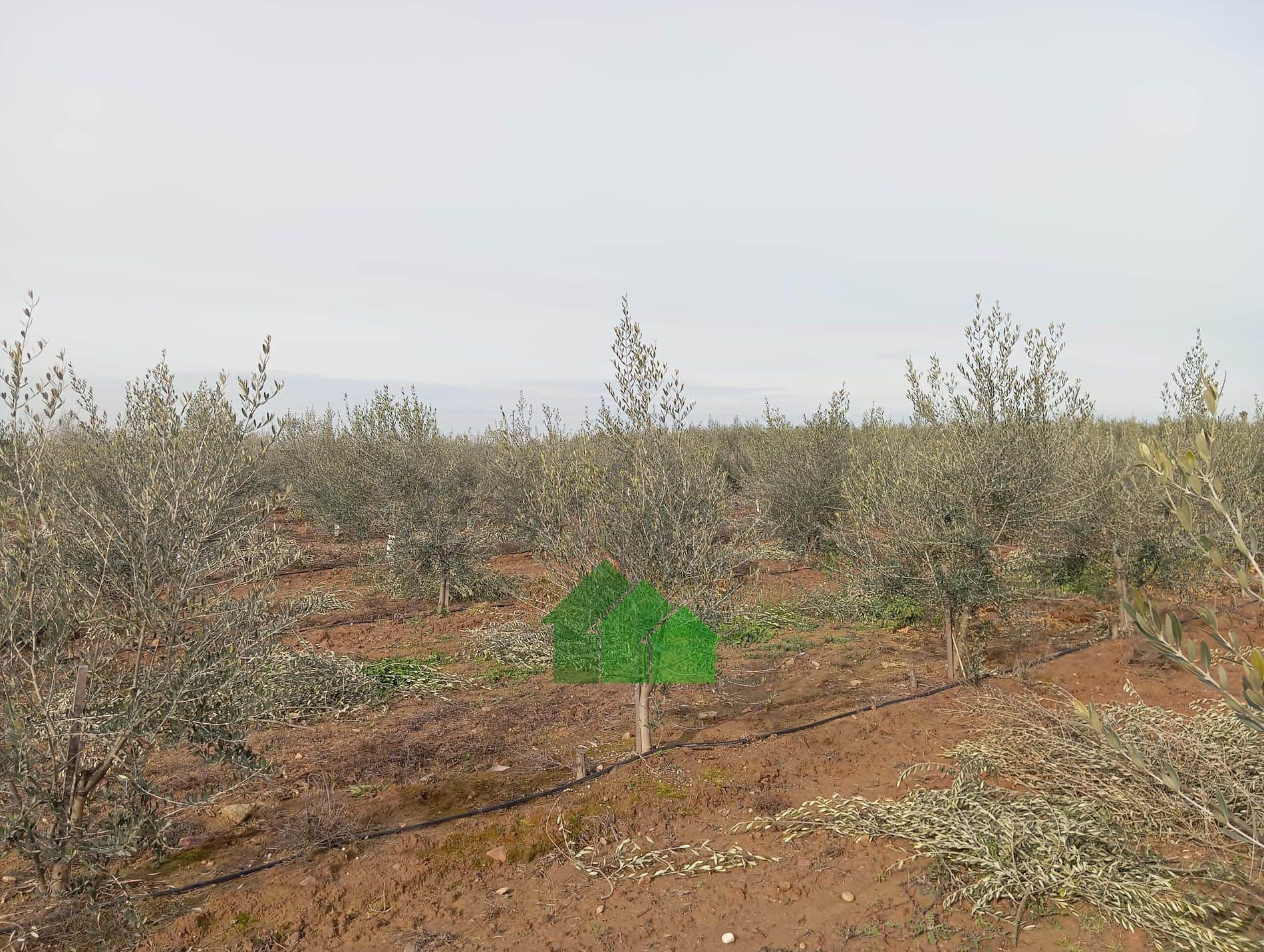 Terreno en venta en Barbano - Foto 2