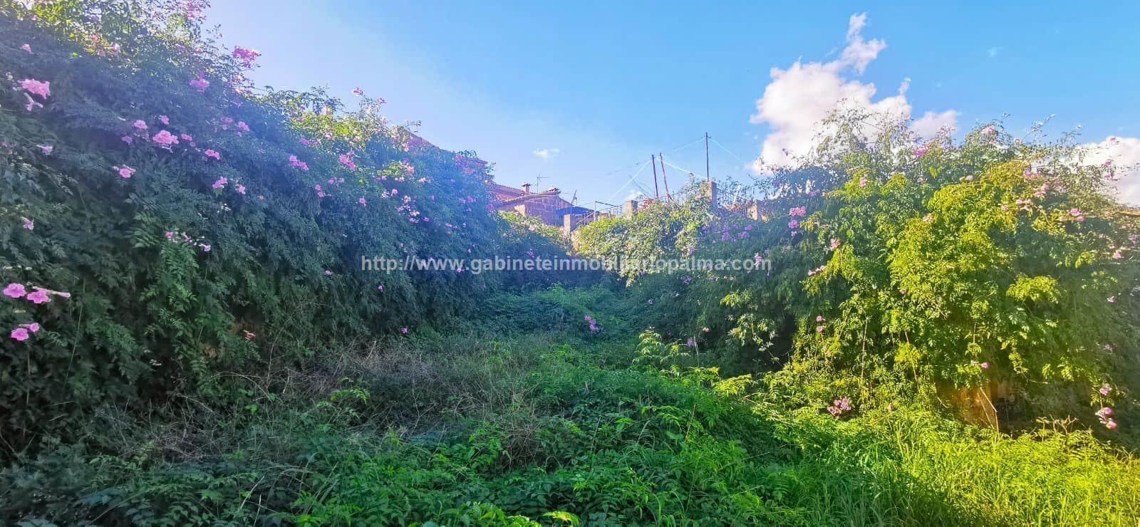 SOLAR EDIFICABLE EN SANTA EUGENIA - Foto 2