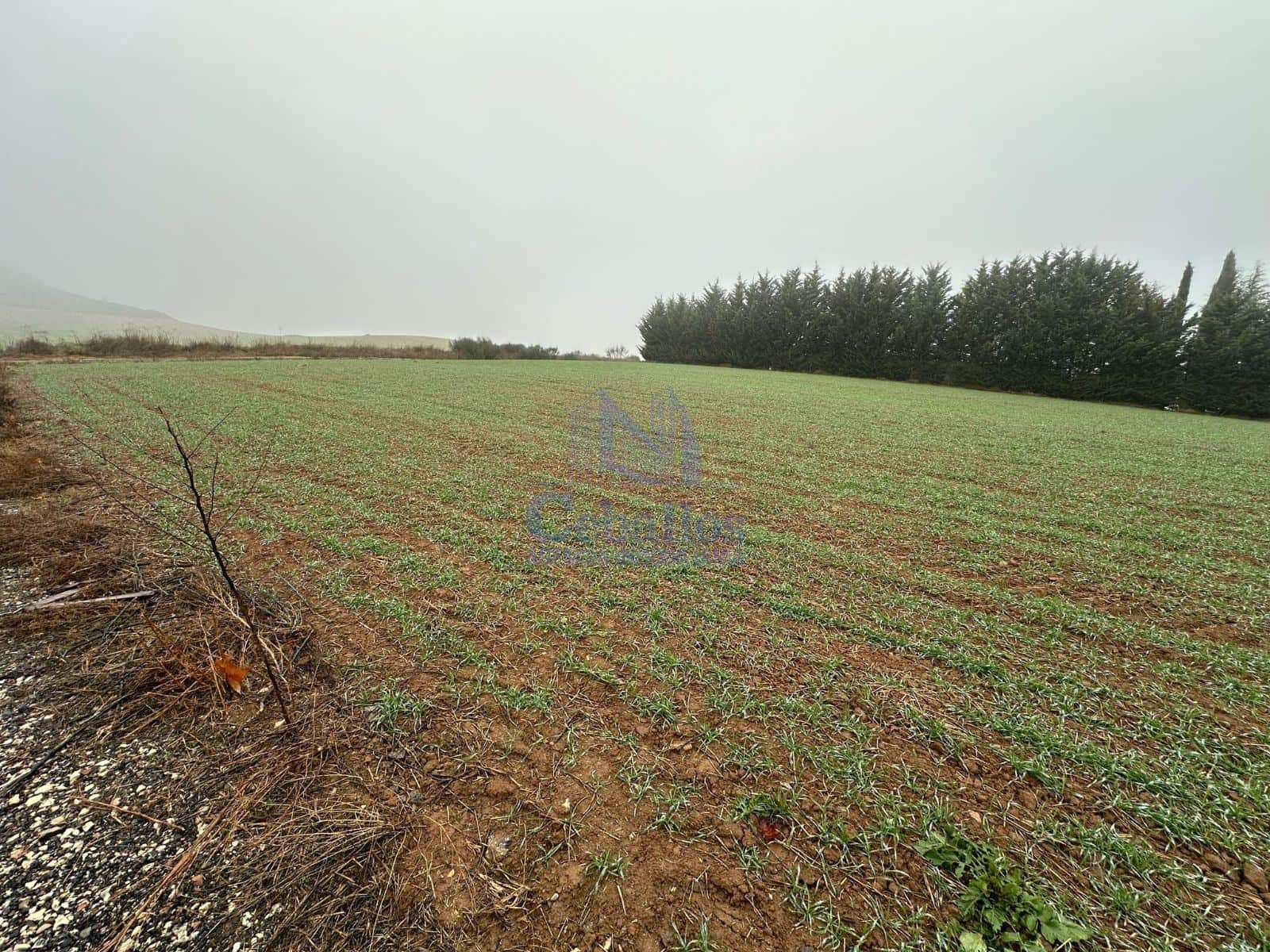 🌳 Parcela Urbanizable en Heras de Ayuso – Una Oportunidad Única para Inversores y Desarrolladores - Foto 3