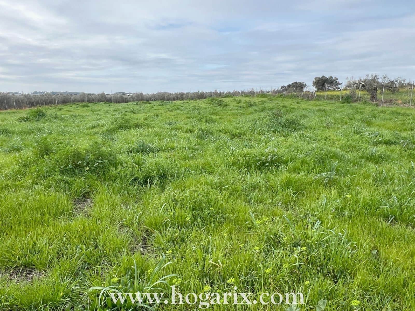 Finca en Rociana - Foto 2