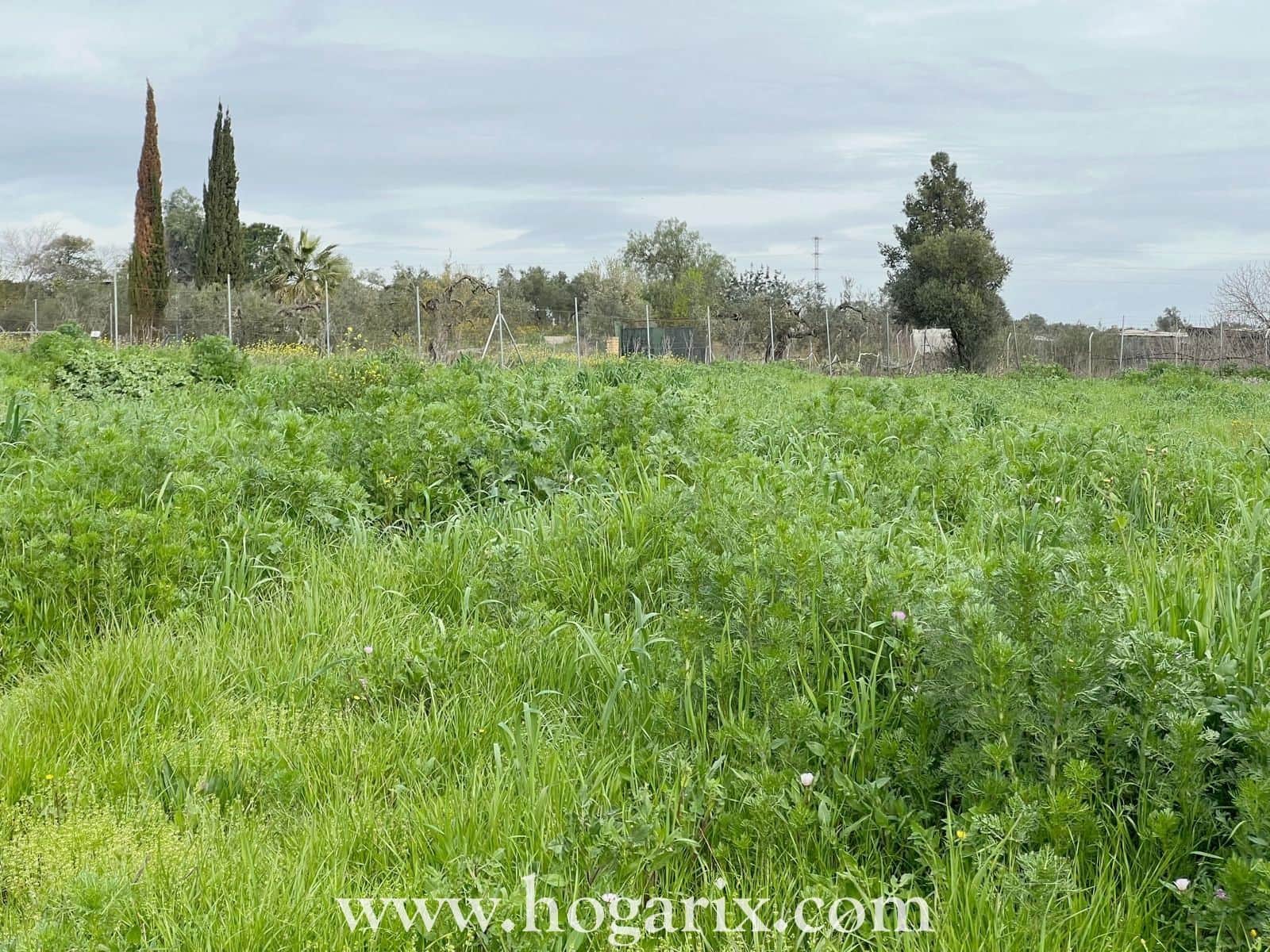 Finca en Rociana - Foto 5