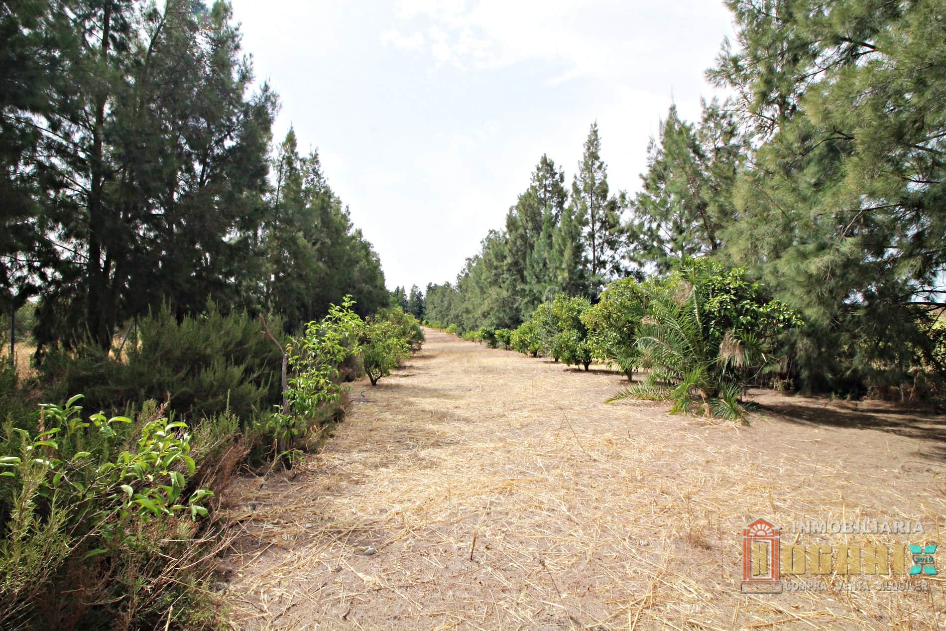 Terreno en venta en La Palma del Condado - Foto 1