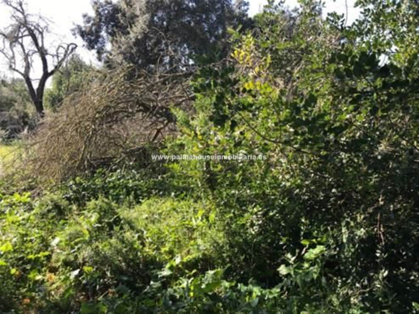 TERRENO MUY PRIVADO Y CON ENCANTO - Foto 4