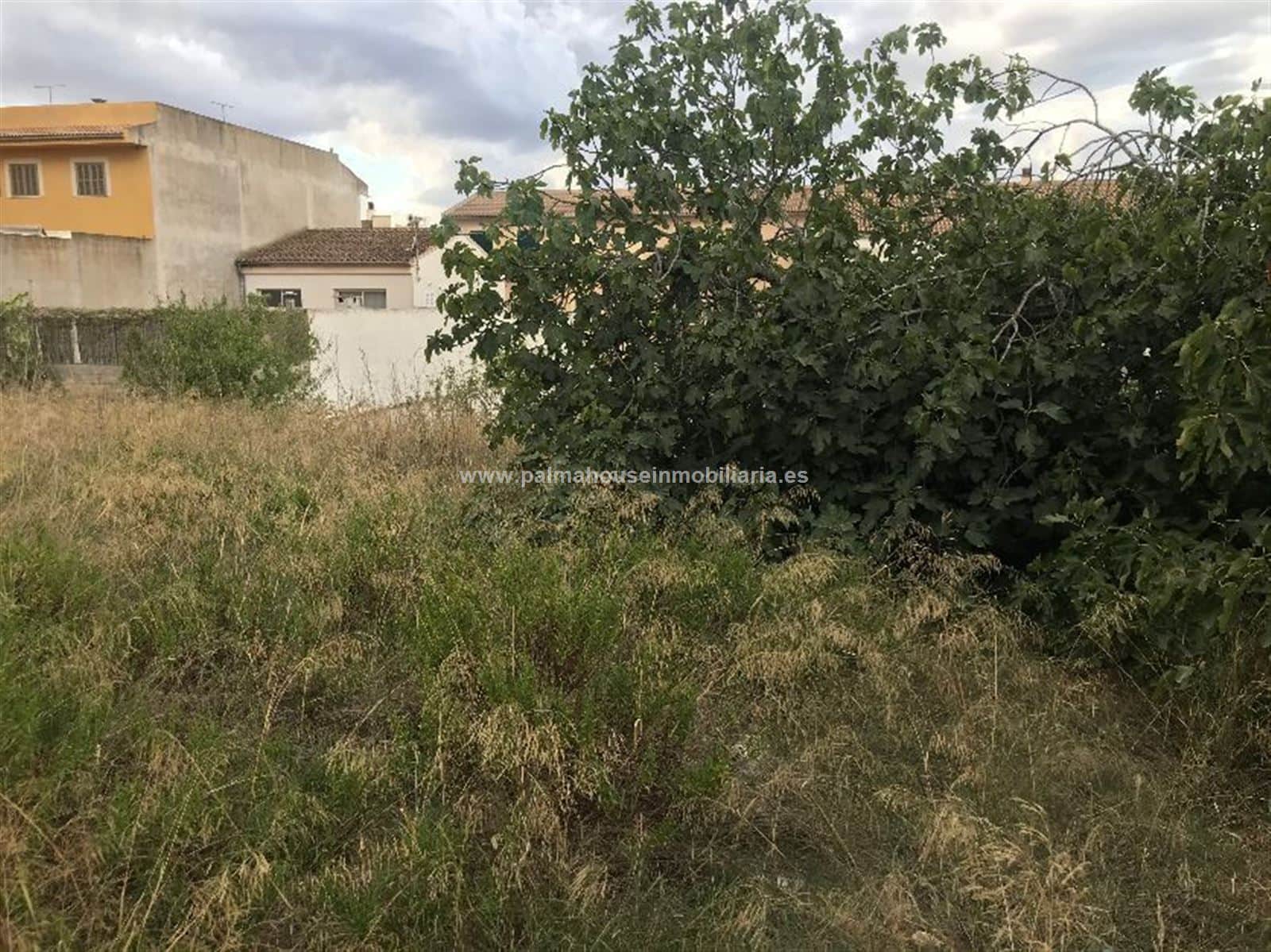 MEGA SOLAR URBANIZABLE CON VISTAS EN MURO - Foto 2