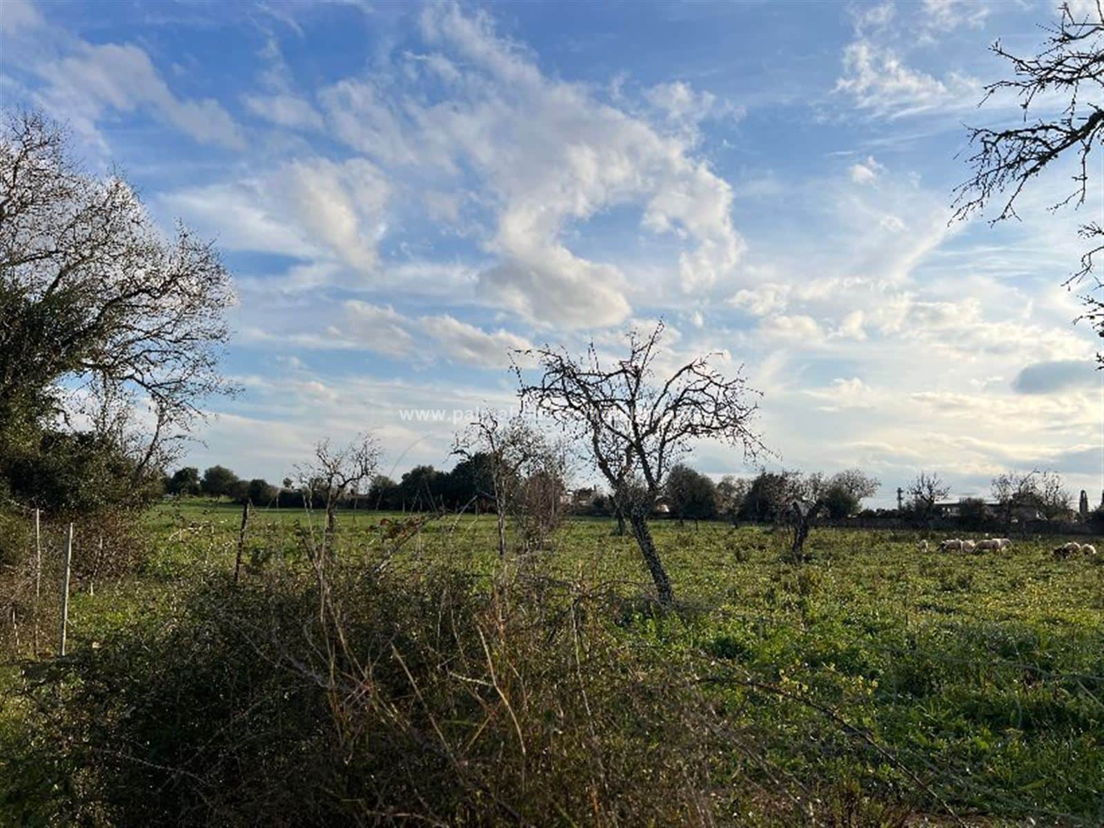 TERRENO EN INCA!! - Foto 5