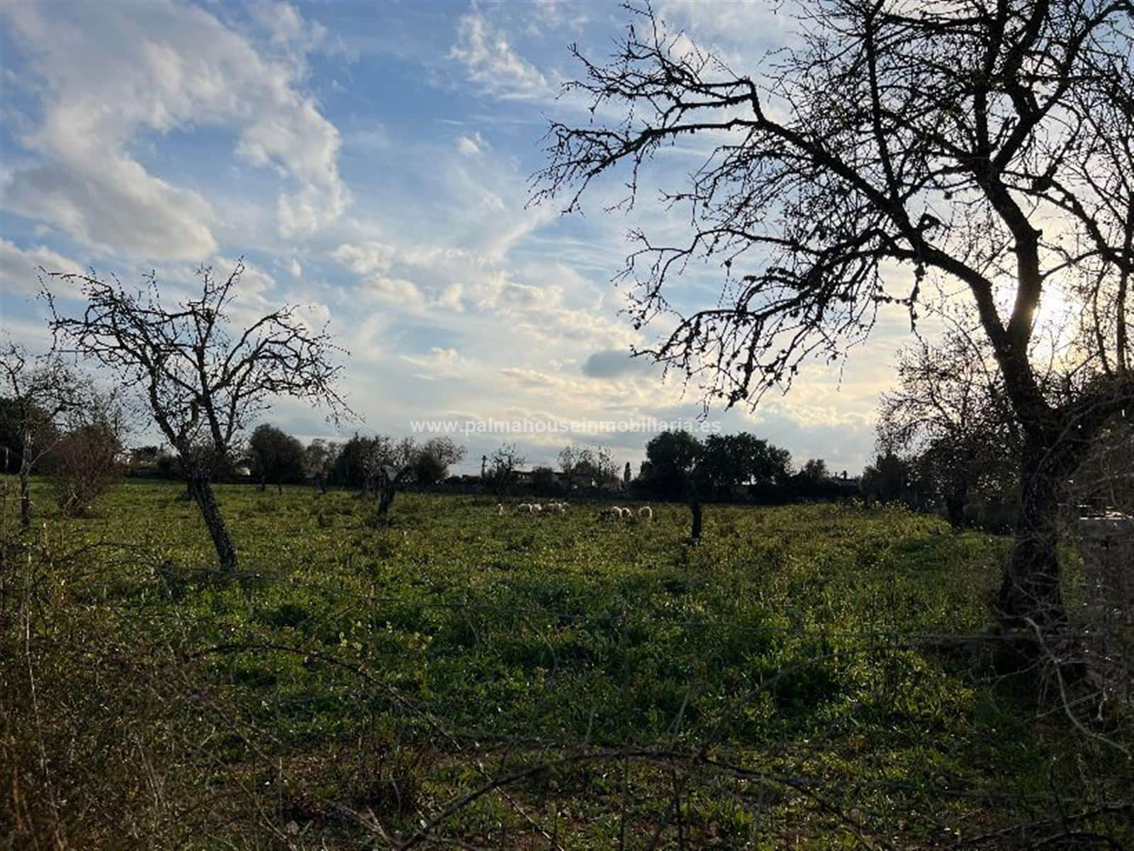 TERRENO EN INCA!! - Foto 4