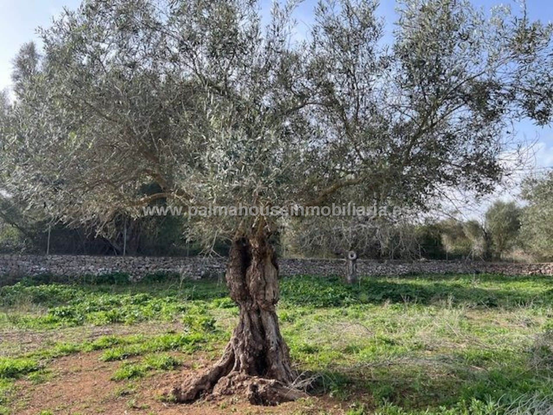 terreno con nave de 50mts y agua!!!!! - Foto 4