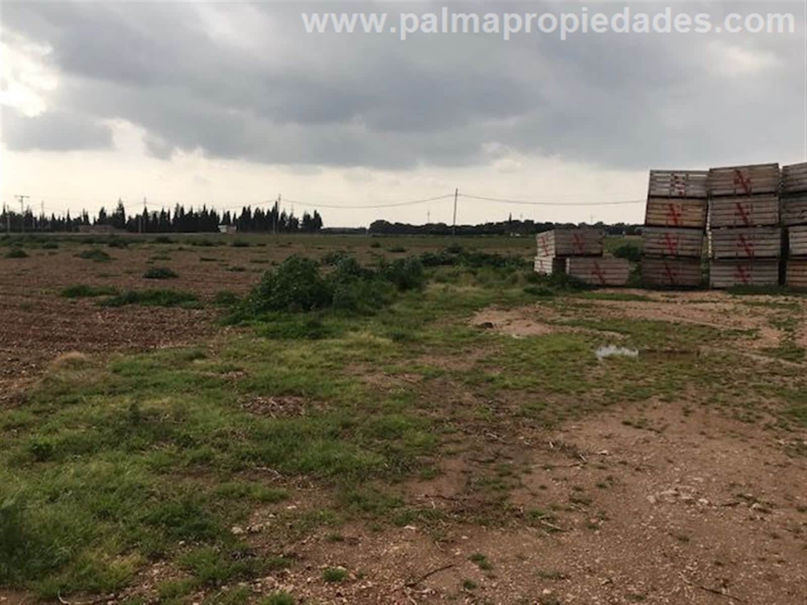 Terreno - Sa Pobla - Foto 2