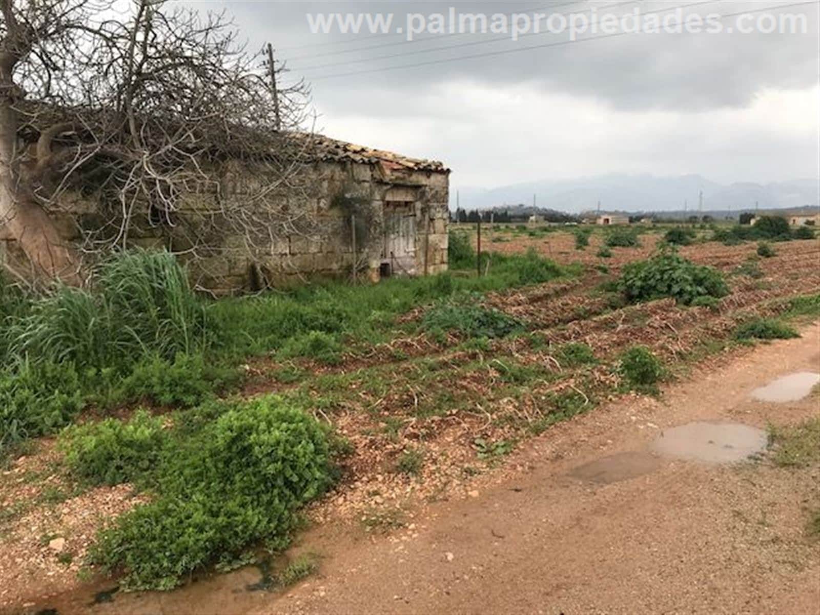 Terreno - Sa Pobla - Foto 3