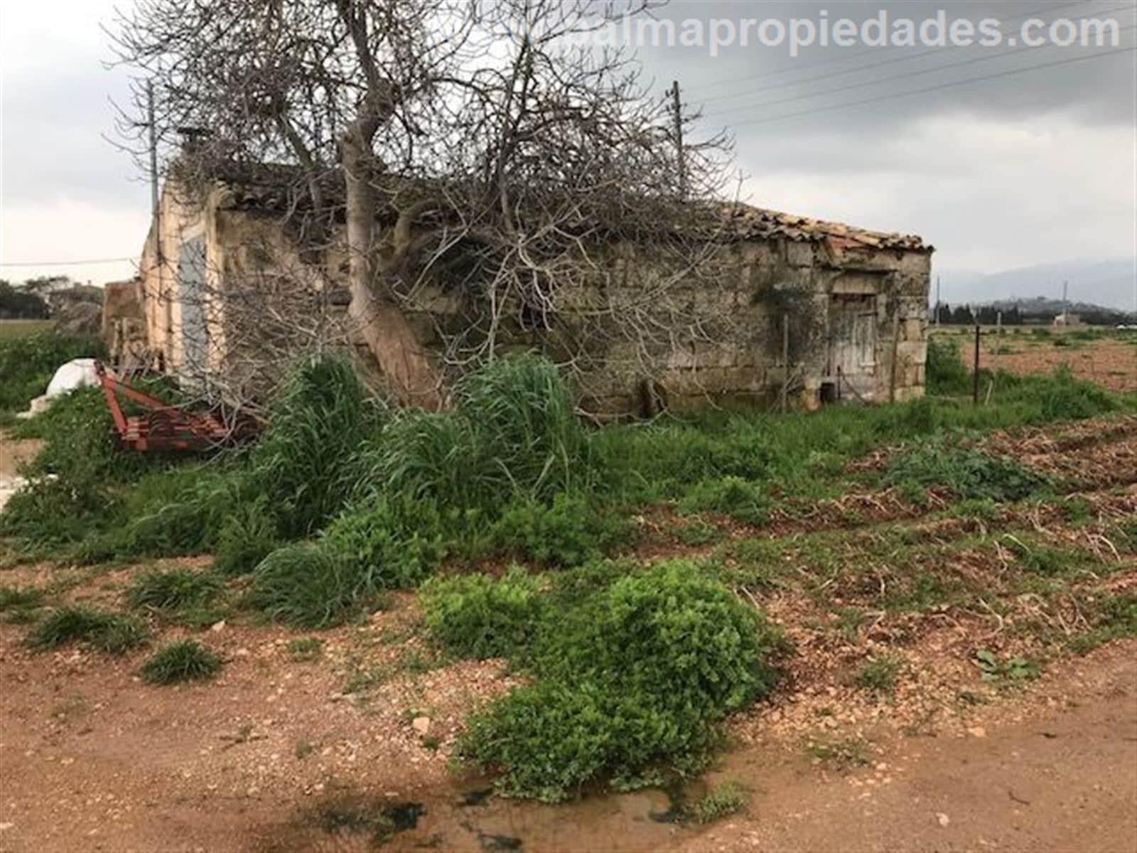 Terreno - Sa Pobla - Foto 1