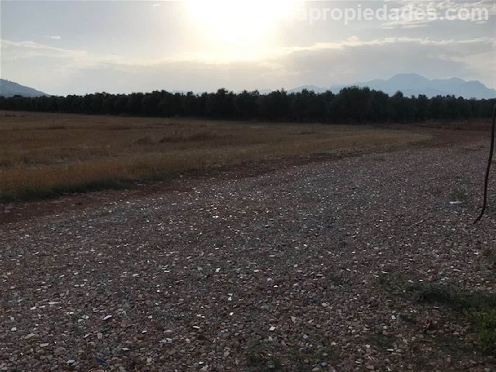 FINCA RUSTICA EN SA POBLA -TALAPI - Foto 5