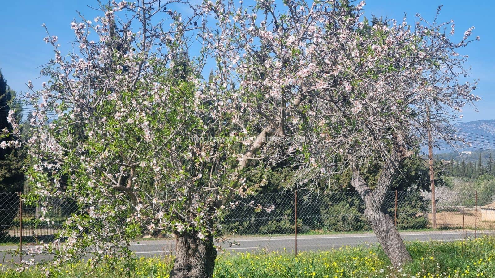 BONITA FINCA EN INCA - Foto 1