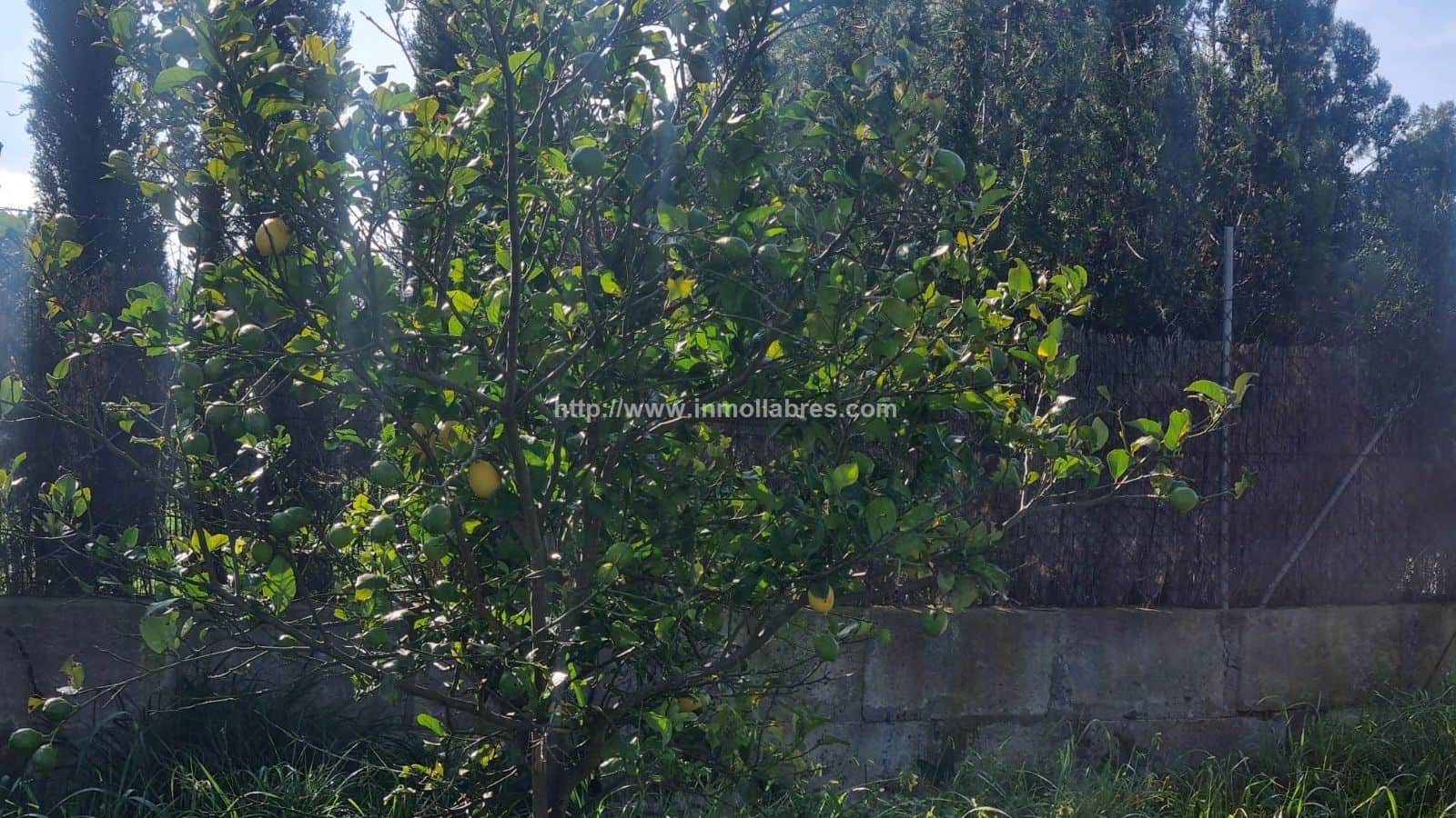 BONITA FINCA EN INCA - Foto 5