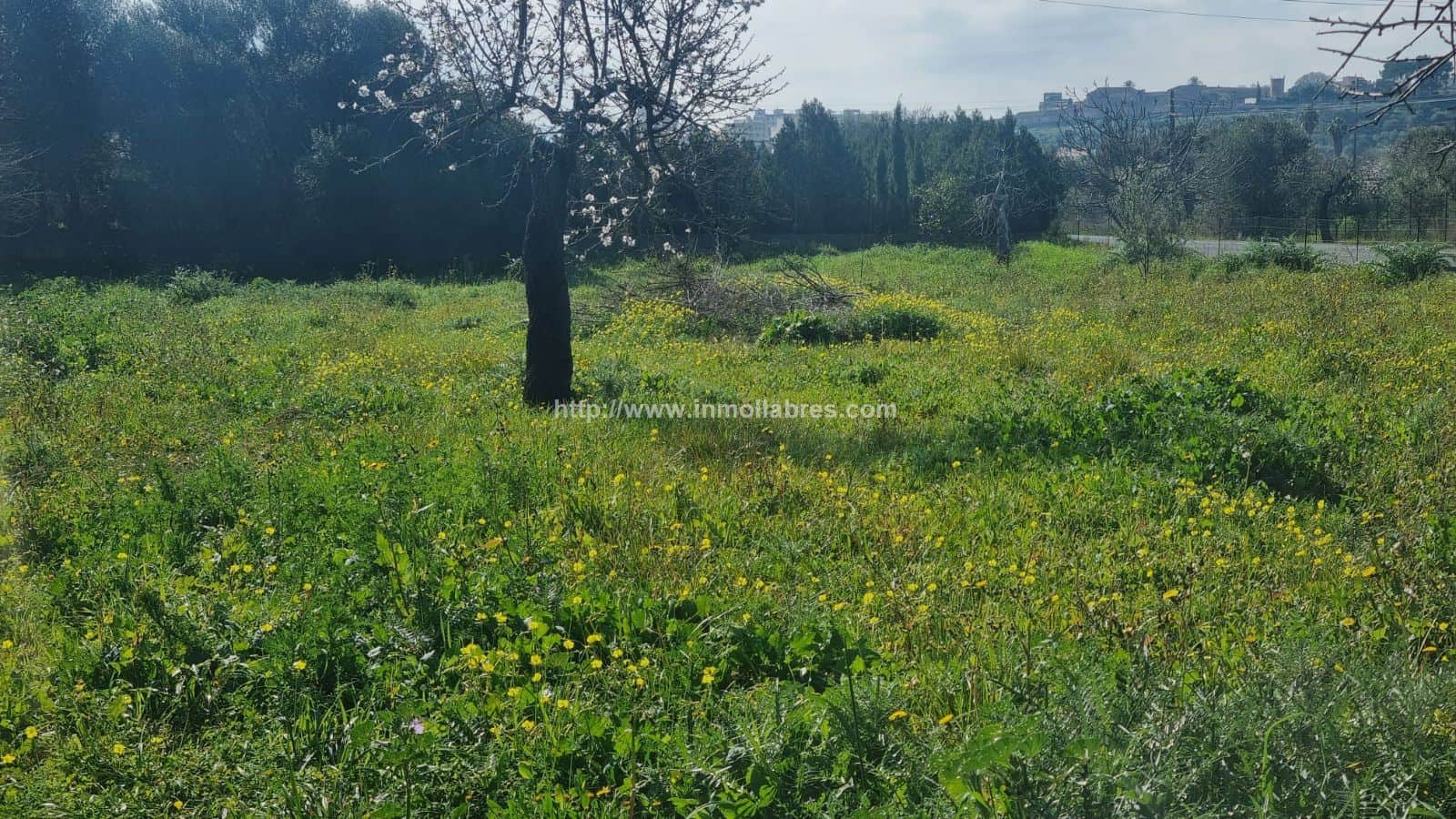 BONITA FINCA EN INCA - Foto 3