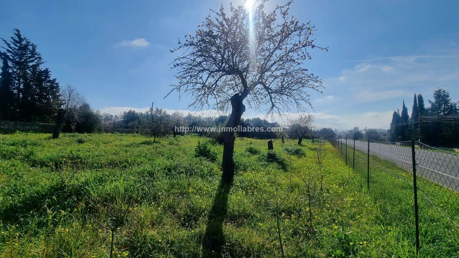 BONITA FINCA EN INCA - Foto 2