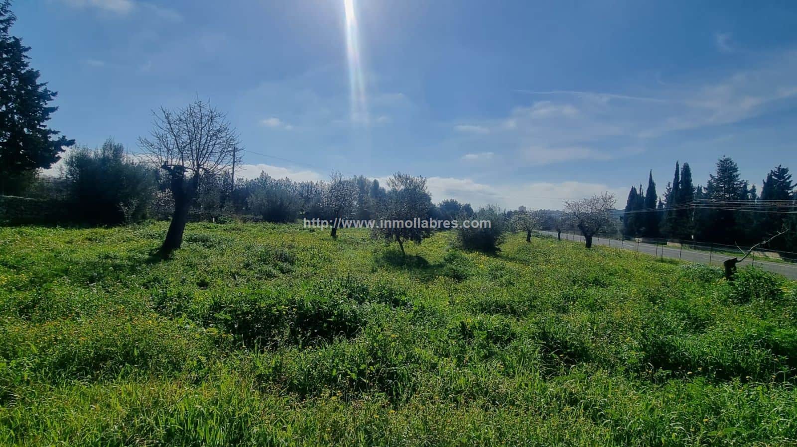 BONITA FINCA EN INCA - Foto 4