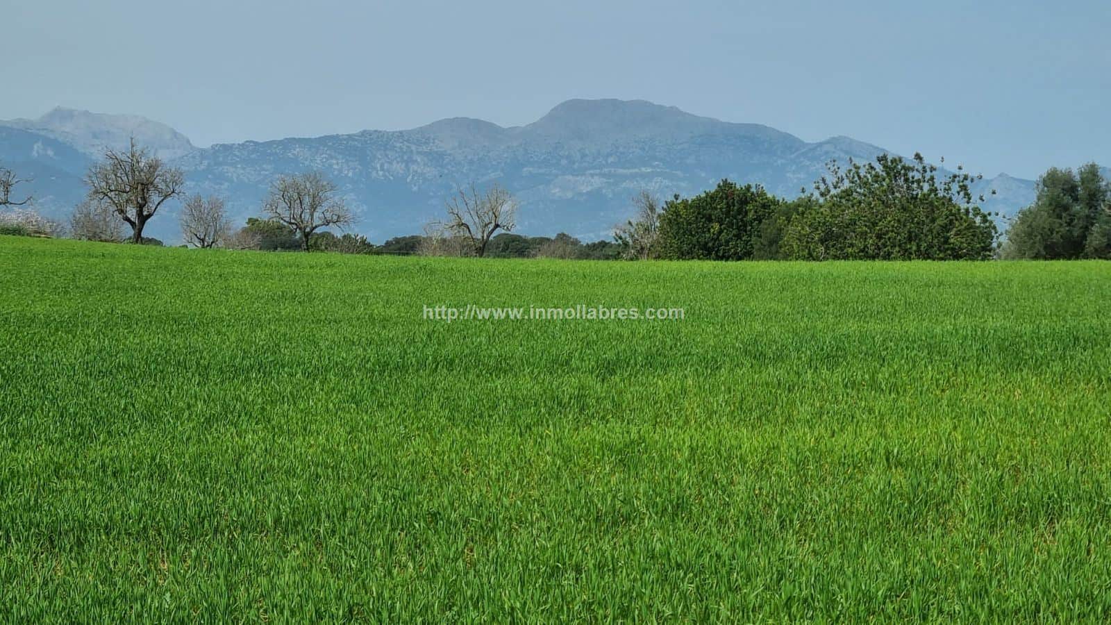 BONITA FINCA EDIFICABLE EN INCA - Foto 5