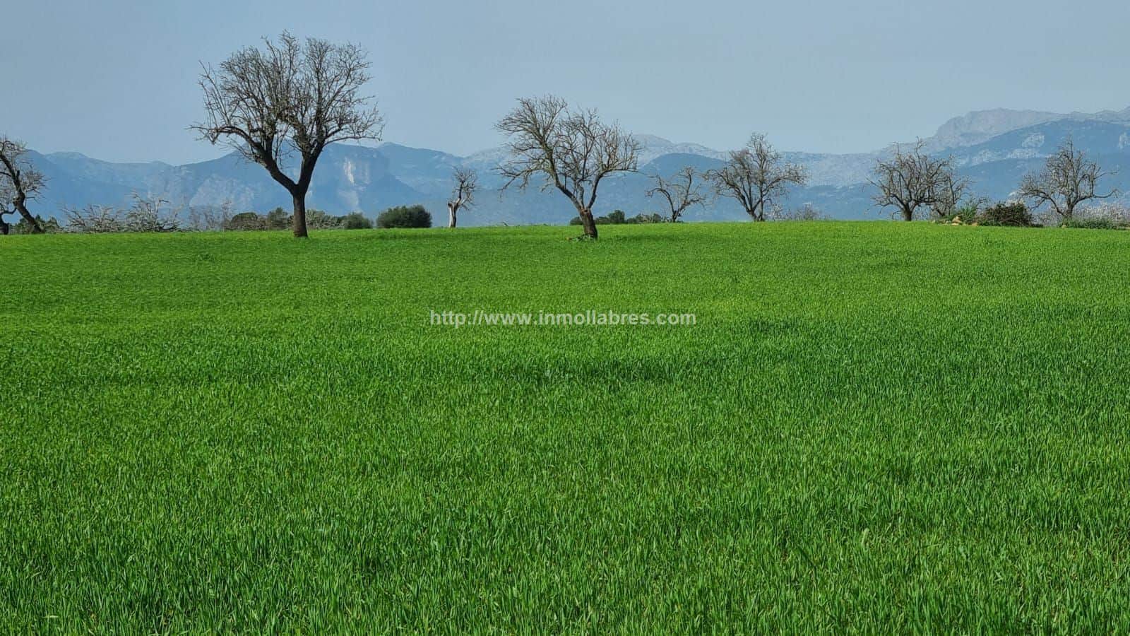 BONITA FINCA EDIFICABLE EN INCA - Foto 4