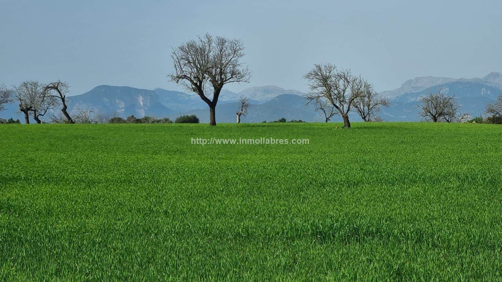 BONITA FINCA EDIFICABLE EN INCA - Foto 3