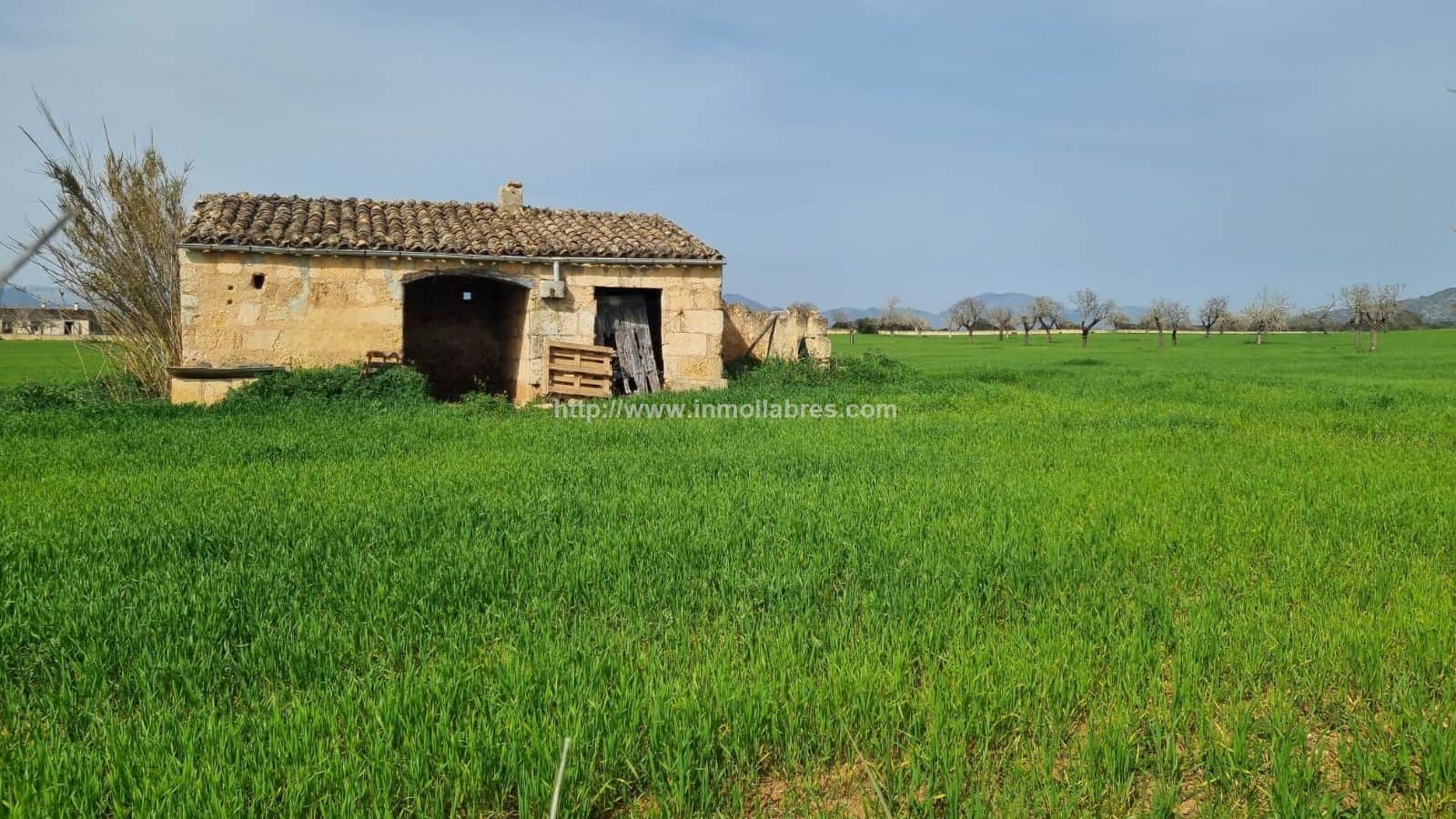 BONITA FINCA EDIFICABLE EN INCA - Foto 2