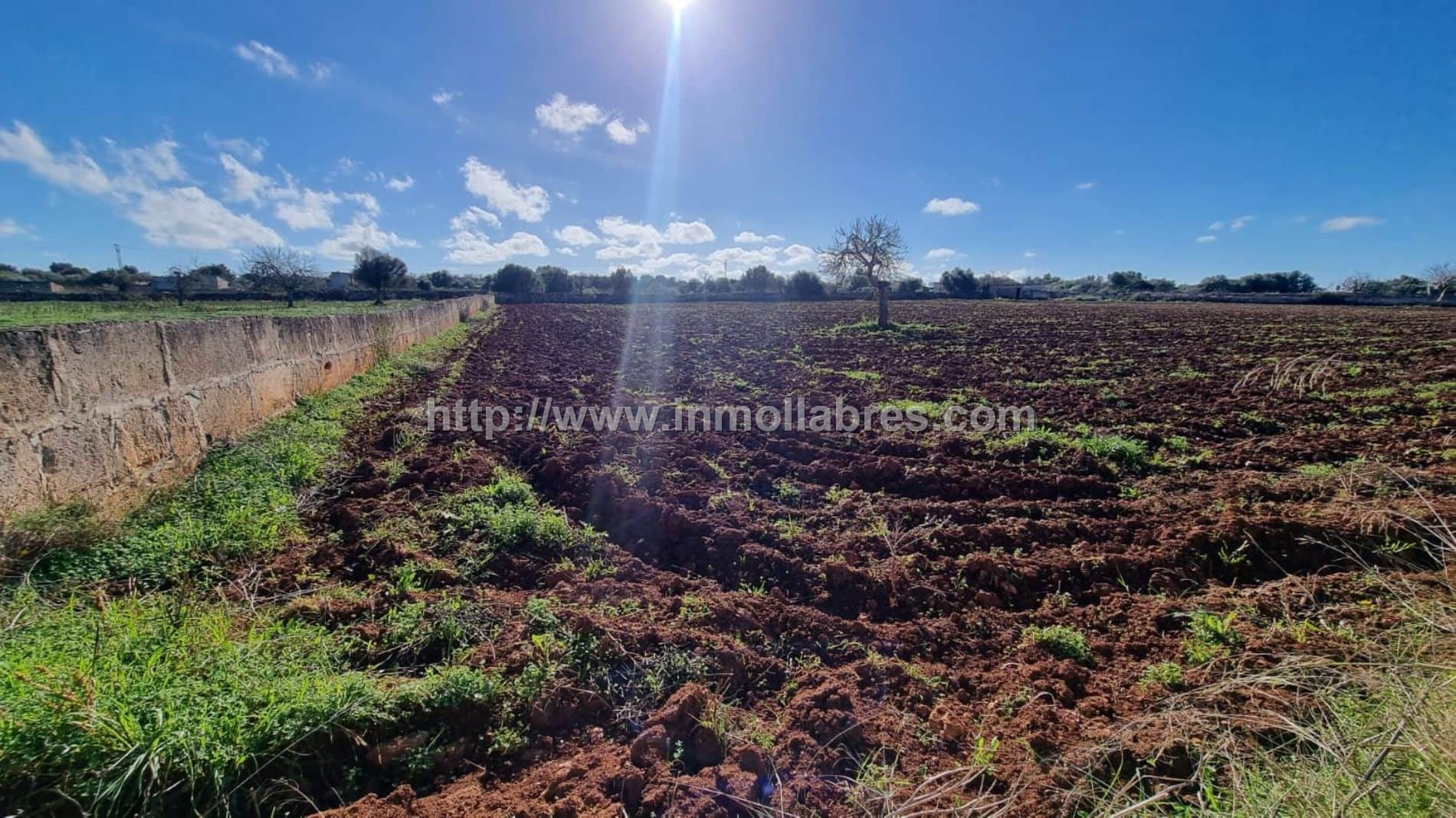 BONITA FINCA EDIFICABLE EN SANTA MARGARITA - Foto 2