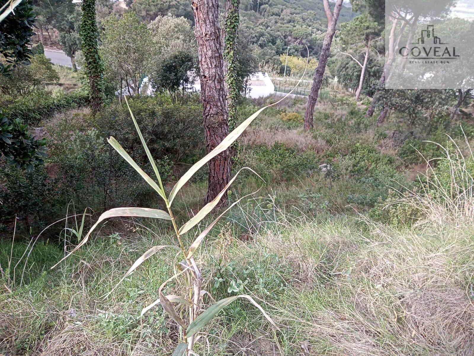 SOLAR UBICADO EN CAN VILARDELL CON TODOS LOS SERVICIOS ARGENTONA - Foto 3